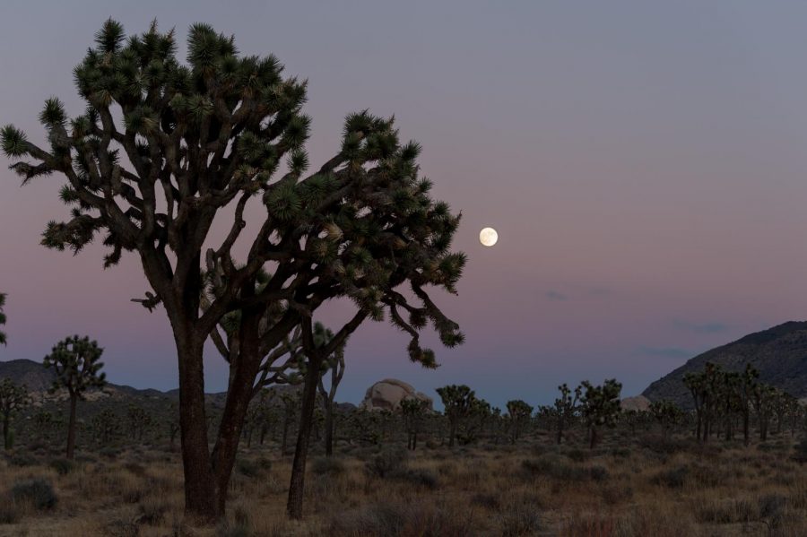 Photo of the Joshua Tree courtesy of the National Park Services