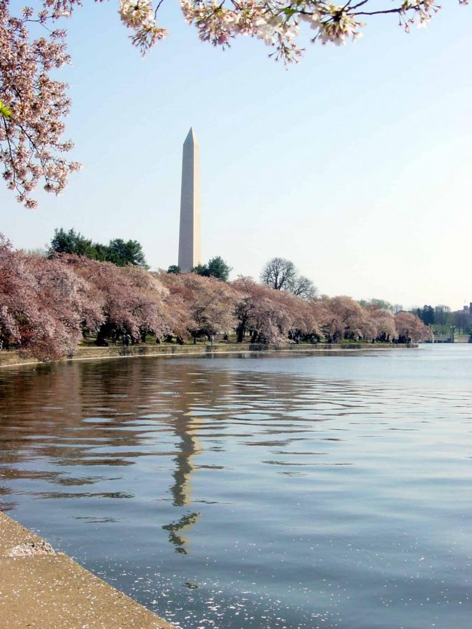 This is the Washinton Monument seen bordered by cherry blossom trees. A festival celebrating the blossoms takes place between Mar. 20-Apr. 14.                         
Photo courtesy of the National Cherry Blossom Festival 