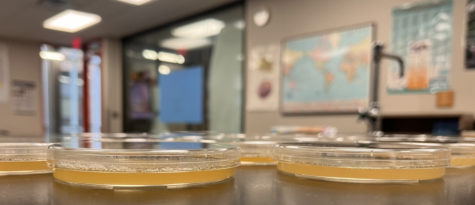 Petri dishes sit on the counter on September 26, 2022. They are awaiting results to see bacterial growth from bathrooms. PHOTO BY SARA POPKEN